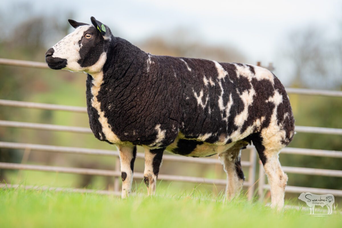 TWO In-Lamb Pedigree Dutch Spotted Gimmers - Image 14