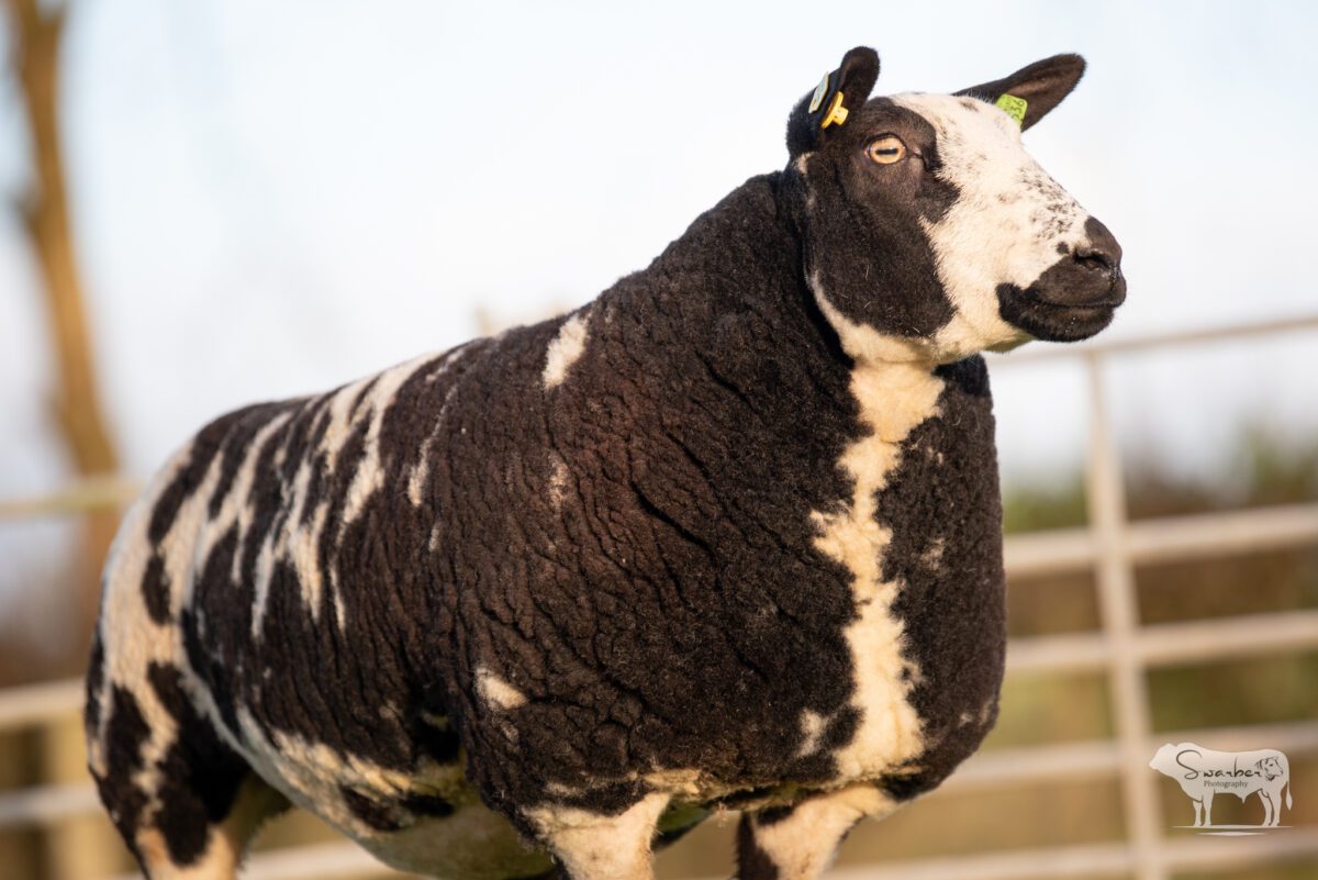 TWO In-Lamb Pedigree Dutch Spotted Gimmers - Image 17