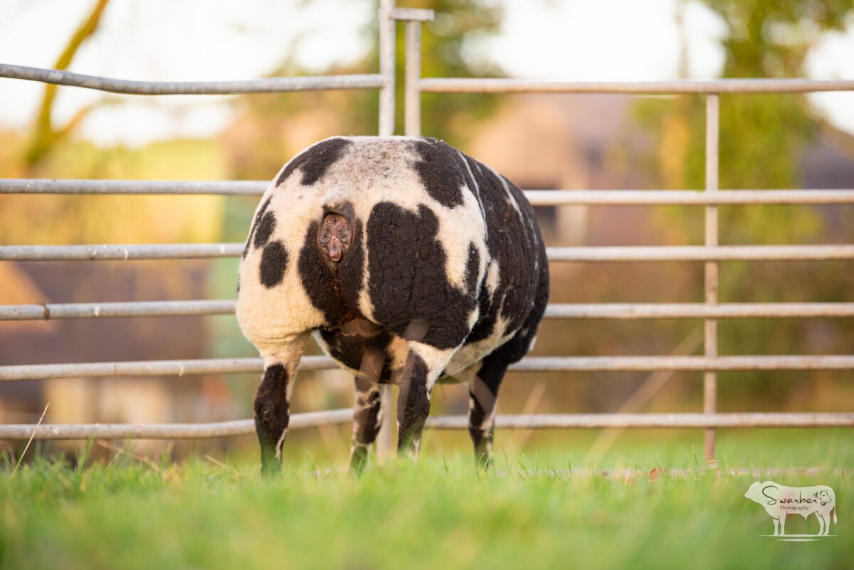 TWO In-Lamb Pedigree Dutch Spotted Gimmers - Image 10