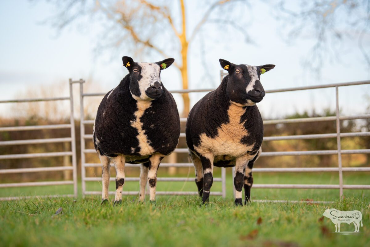 TWO In-Lamb Pedigree Dutch Spotted Gimmers - Image 21