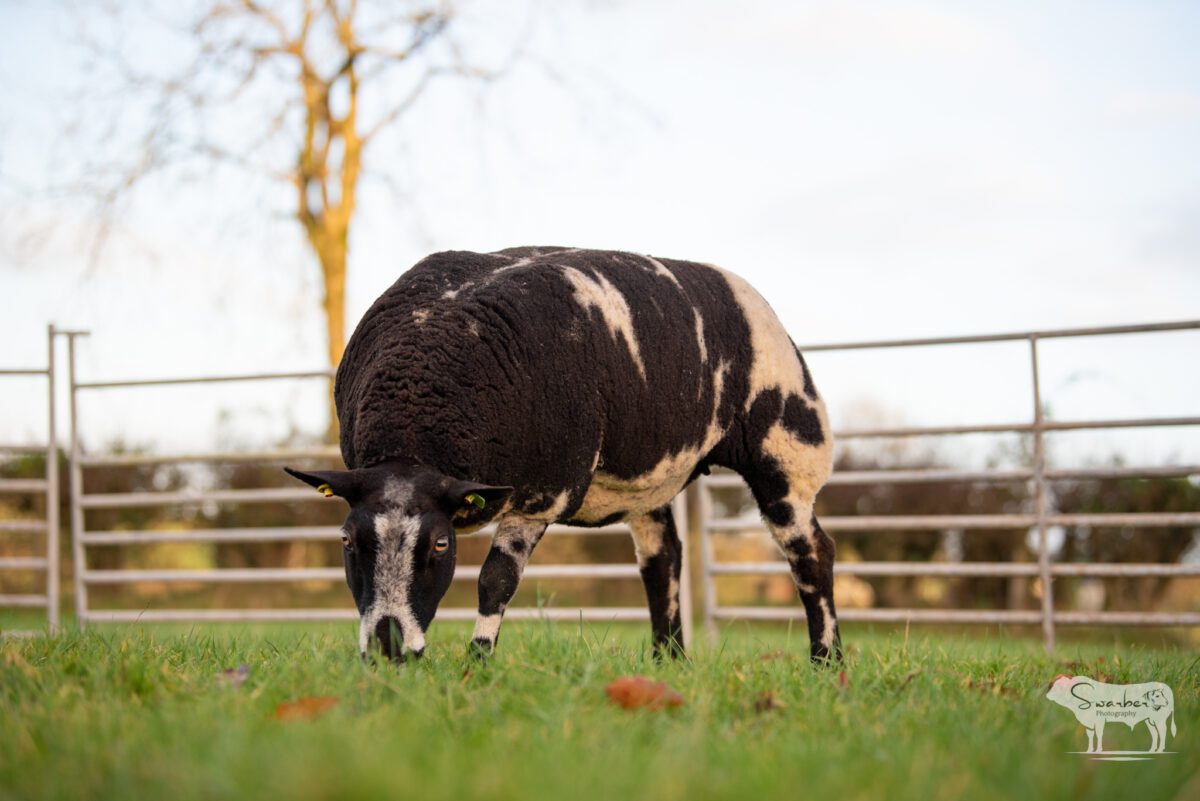 TWO In-Lamb Pedigree Dutch Spotted Gimmers - Image 9