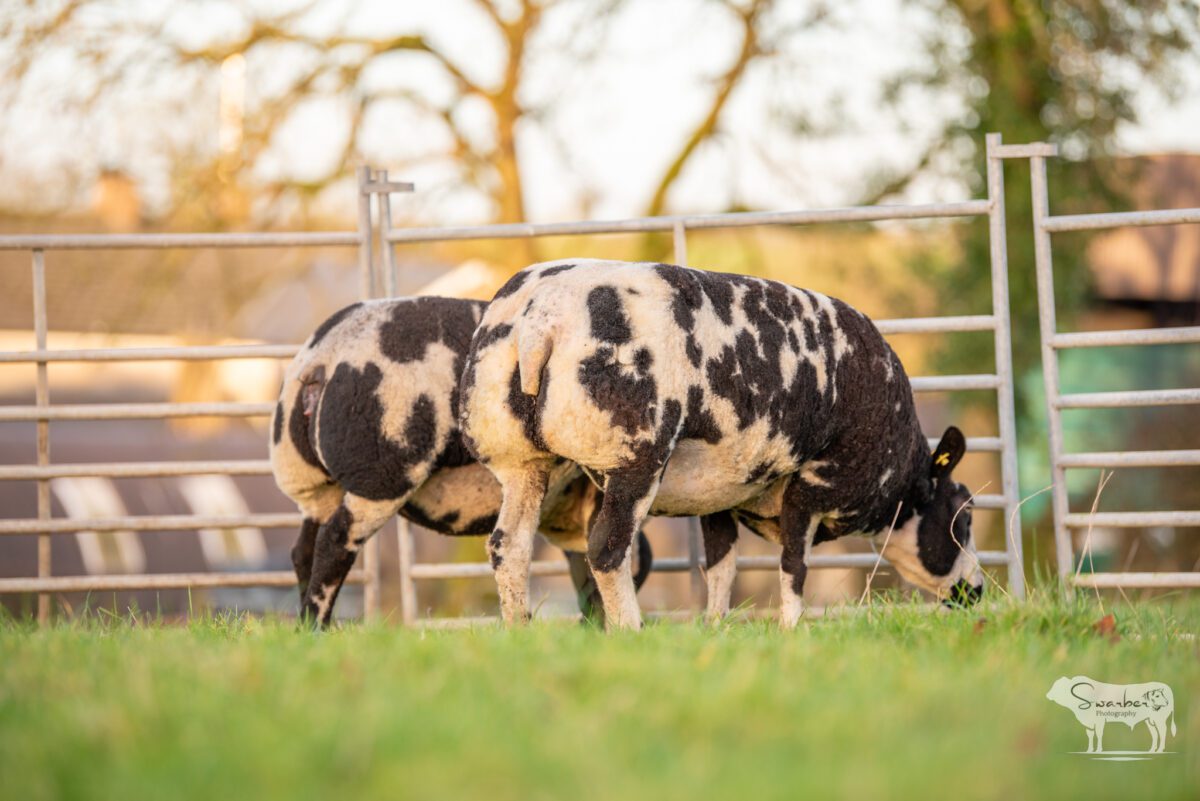 TWO In-Lamb Pedigree Dutch Spotted Gimmers - Image 6