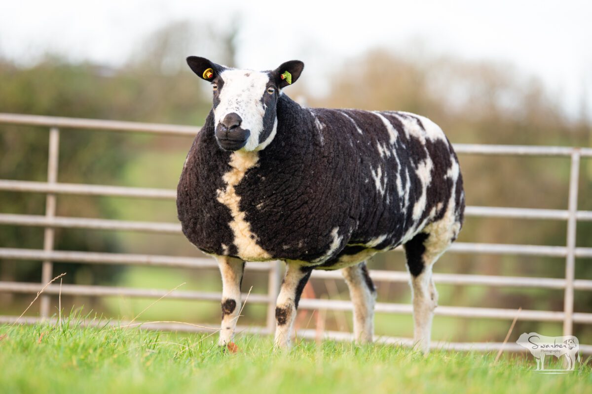 TWO In-Lamb Pedigree Dutch Spotted Gimmers - Image 13