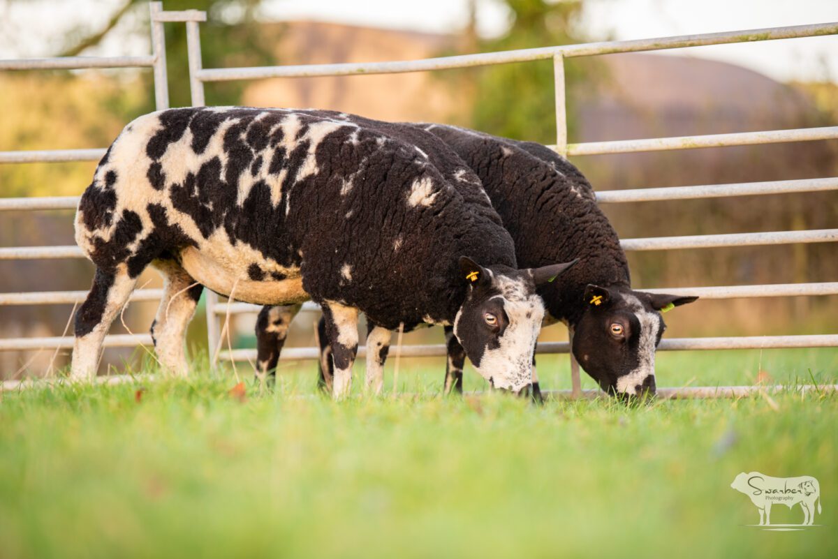 TWO In-Lamb Pedigree Dutch Spotted Gimmers - Image 3