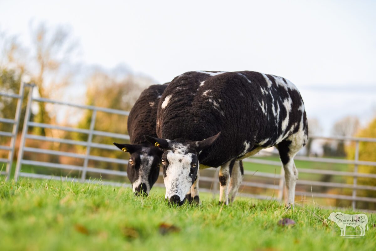 TWO In-Lamb Pedigree Dutch Spotted Gimmers - Image 20