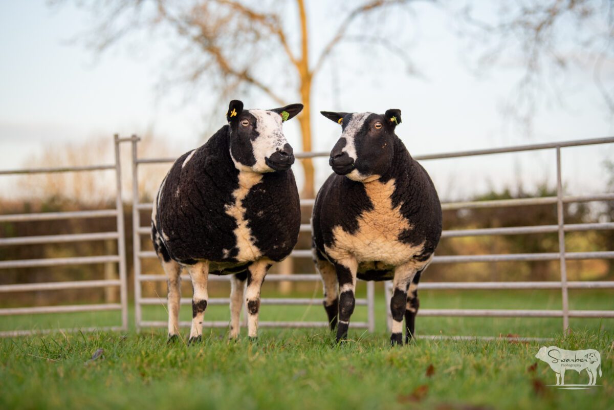 TWO In-Lamb Pedigree Dutch Spotted Gimmers