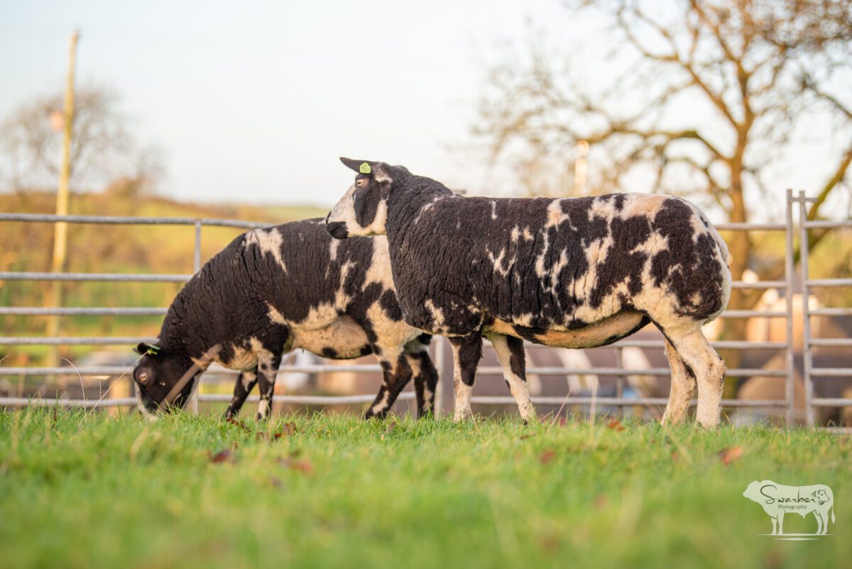 TWO In-Lamb Pedigree Dutch Spotted Gimmers - Image 5