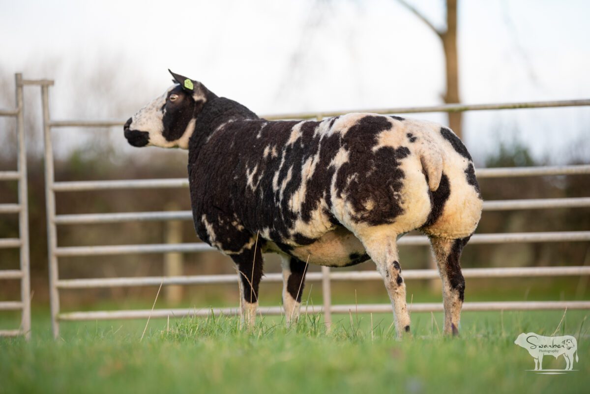 TWO In-Lamb Pedigree Dutch Spotted Gimmers - Image 16