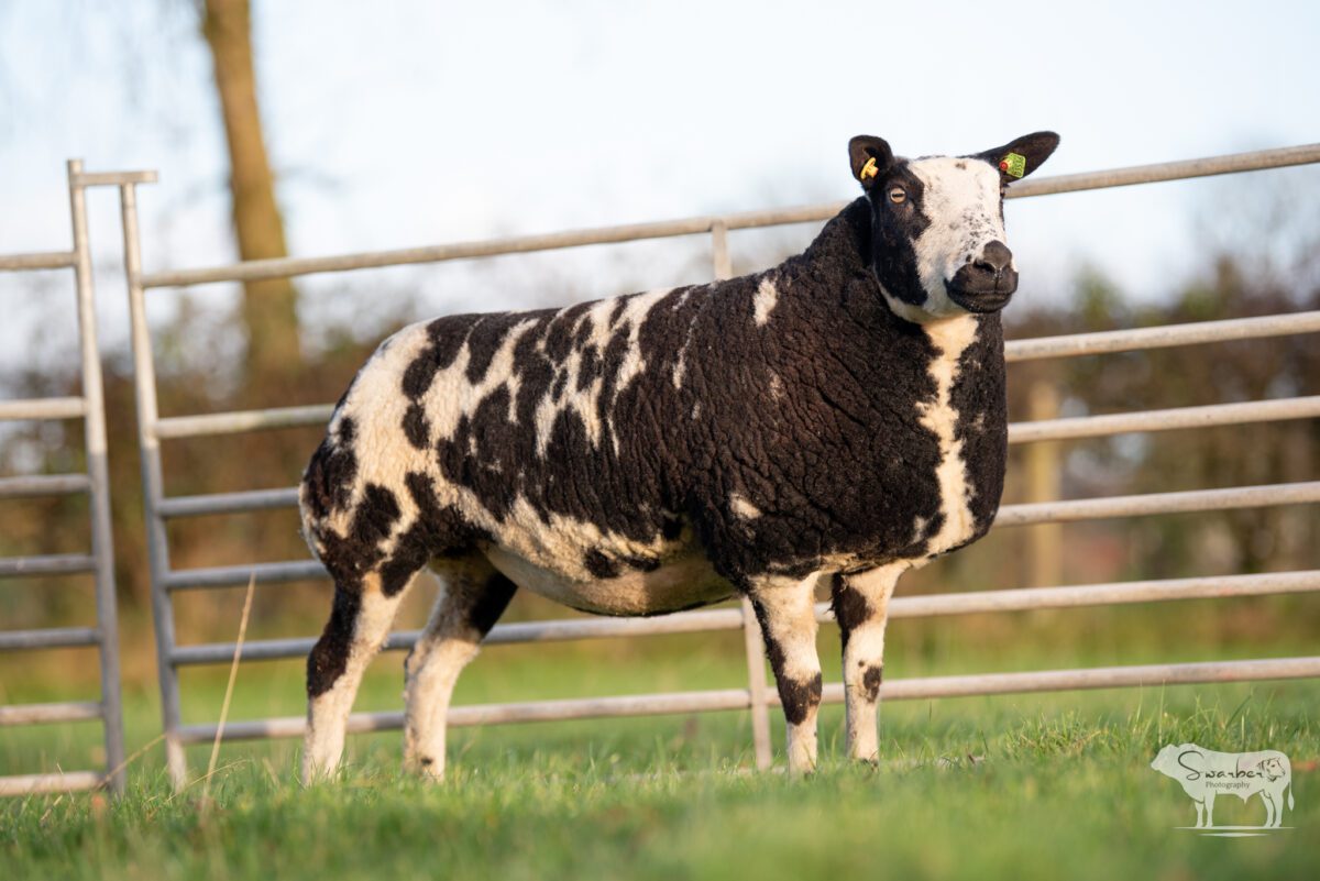 TWO In-Lamb Pedigree Dutch Spotted Gimmers - Image 18