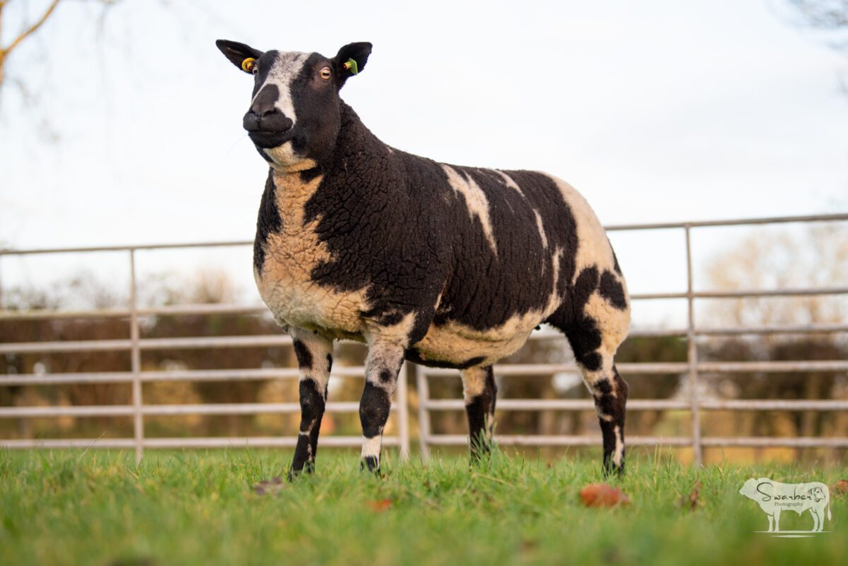 TWO In-Lamb Pedigree Dutch Spotted Gimmers - Image 11