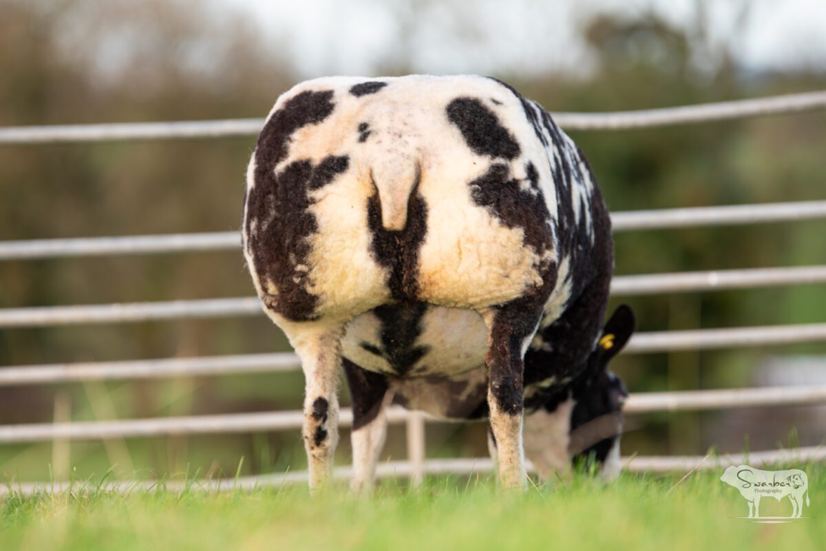 TWO In-Lamb Pedigree Dutch Spotted Gimmers - Image 15