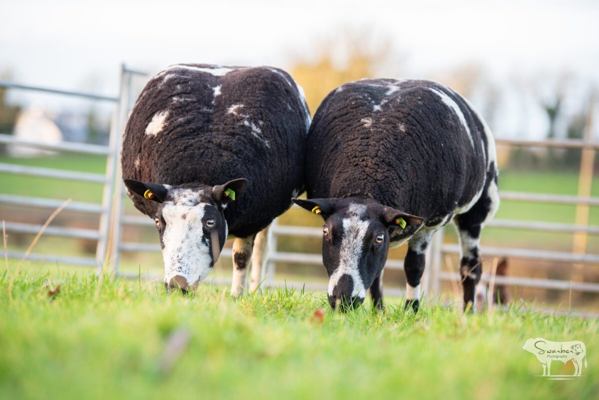 TWO In-Lamb Pedigree Dutch Spotted Gimmers - Image 2