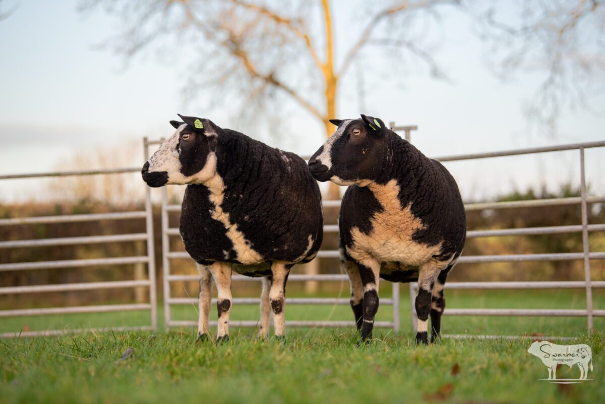 TWO In-Lamb Pedigree Dutch Spotted Gimmers - Image 8