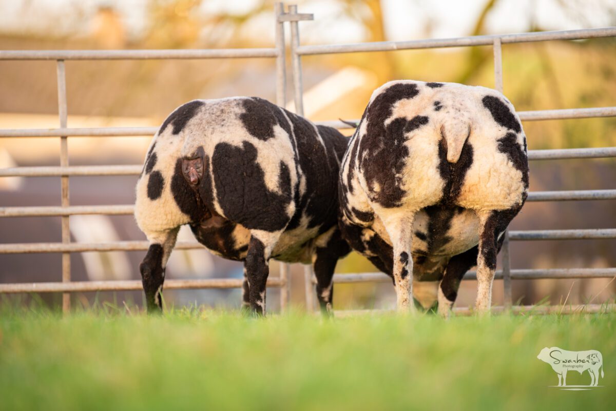 TWO In-Lamb Pedigree Dutch Spotted Gimmers - Image 4