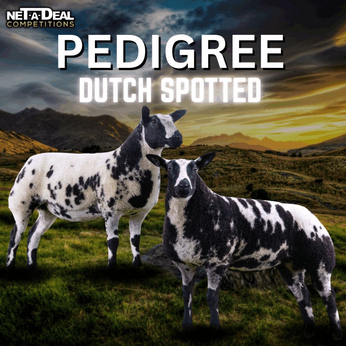 Pedigree Dutch Spotted Lambs