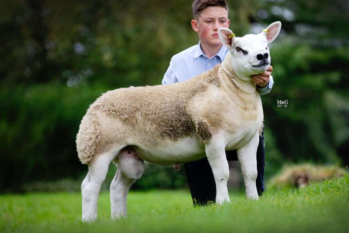 TEN PEDIGREE TEXEL GIMMERS & 10 Doses of Castlecairn Doodlebug - Image 12