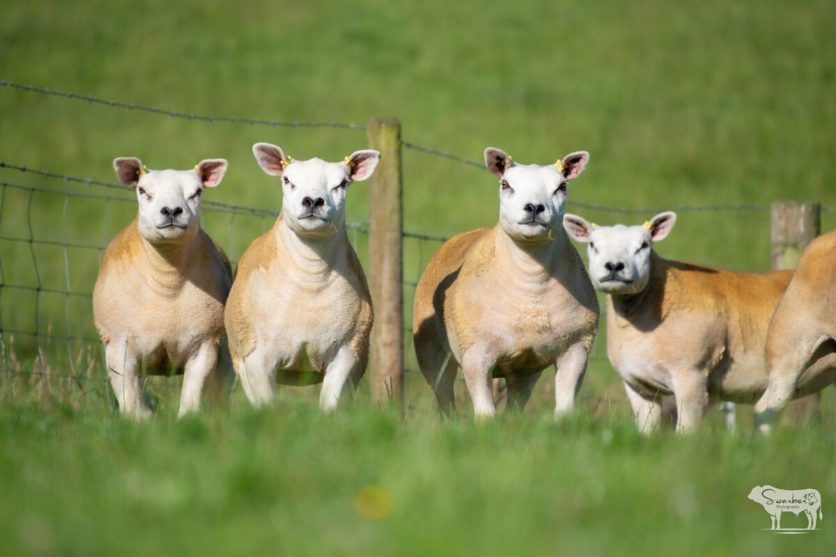 TEN PEDIGREE TEXEL GIMMERS & 10 Doses of Castlecairn Doodlebug - Image 2
