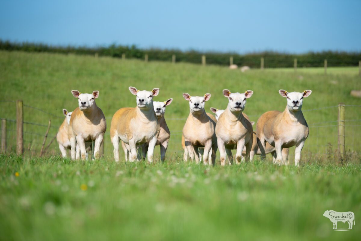 TEN PEDIGREE TEXEL GIMMERS & 10 Doses of Castlecairn Doodlebug - Image 3