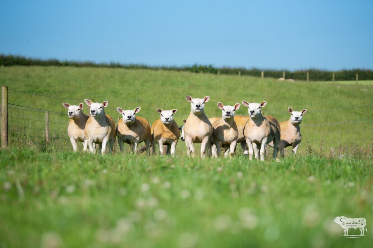 TEN PEDIGREE TEXEL GIMMERS & 10 Doses of Castlecairn Doodlebug