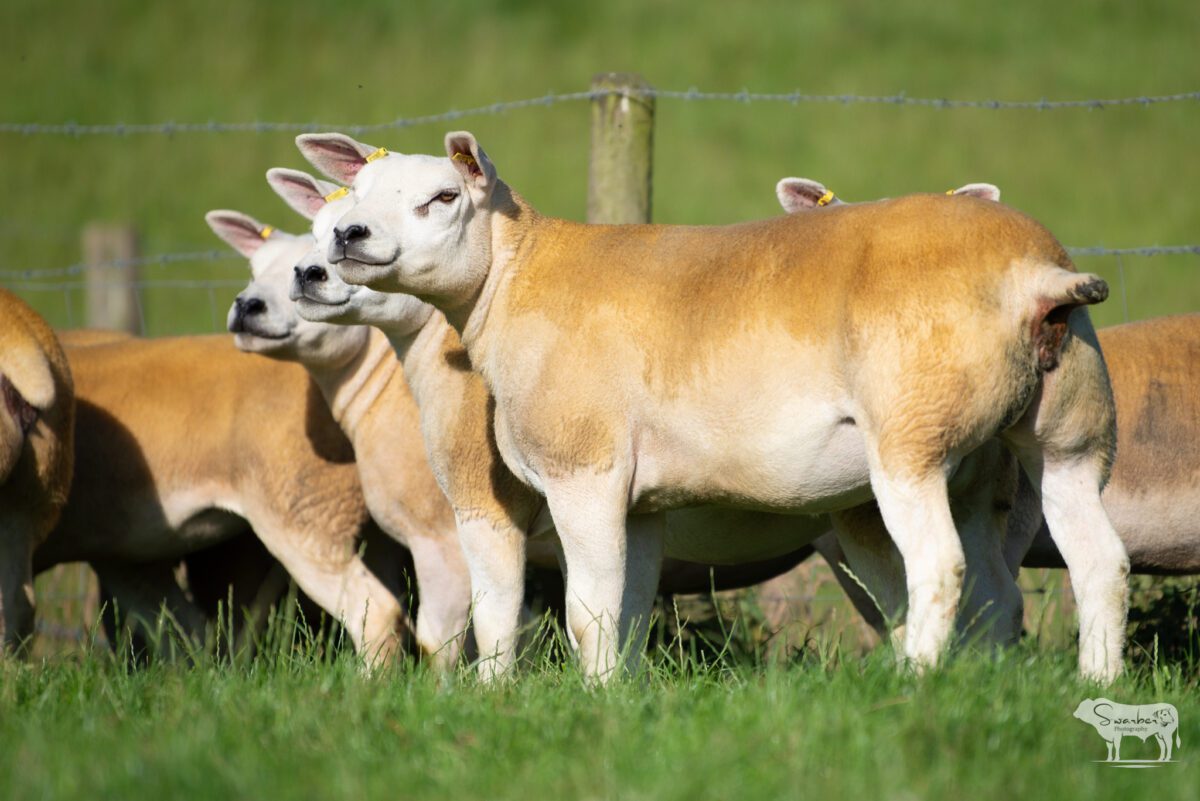 TEN PEDIGREE TEXEL GIMMERS & 10 Doses of Castlecairn Doodlebug - Image 6