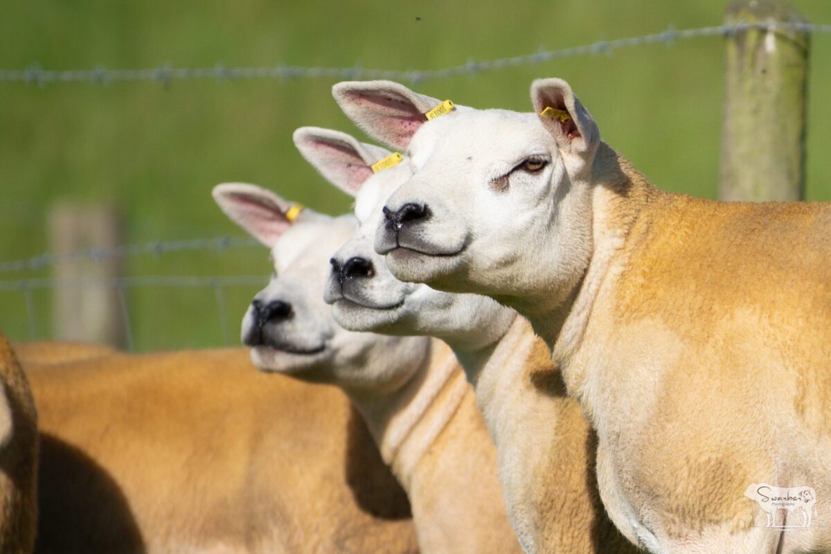 TEN PEDIGREE TEXEL GIMMERS & 10 Doses of Castlecairn Doodlebug - Image 5