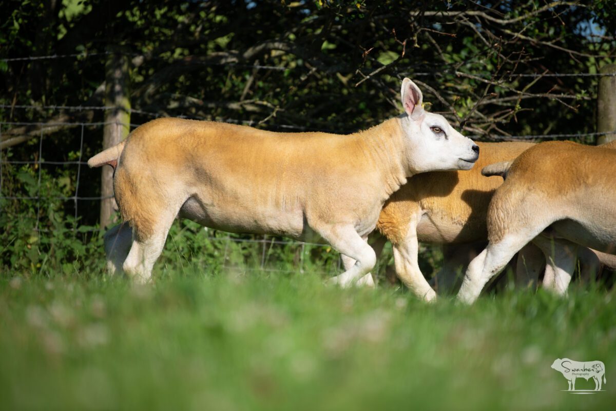 TEN PEDIGREE TEXEL GIMMERS & 10 Doses of Castlecairn Doodlebug - Image 7
