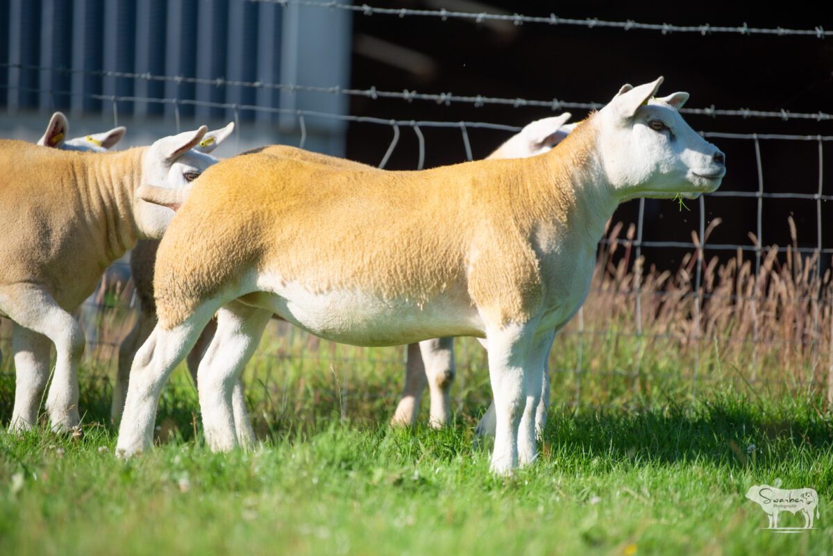 TEN PEDIGREE TEXEL GIMMERS & 10 Doses of Castlecairn Doodlebug - Image 10