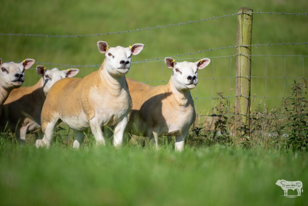 TEN PEDIGREE TEXEL GIMMERS & 10 Doses of Castlecairn Doodlebug - Image 9