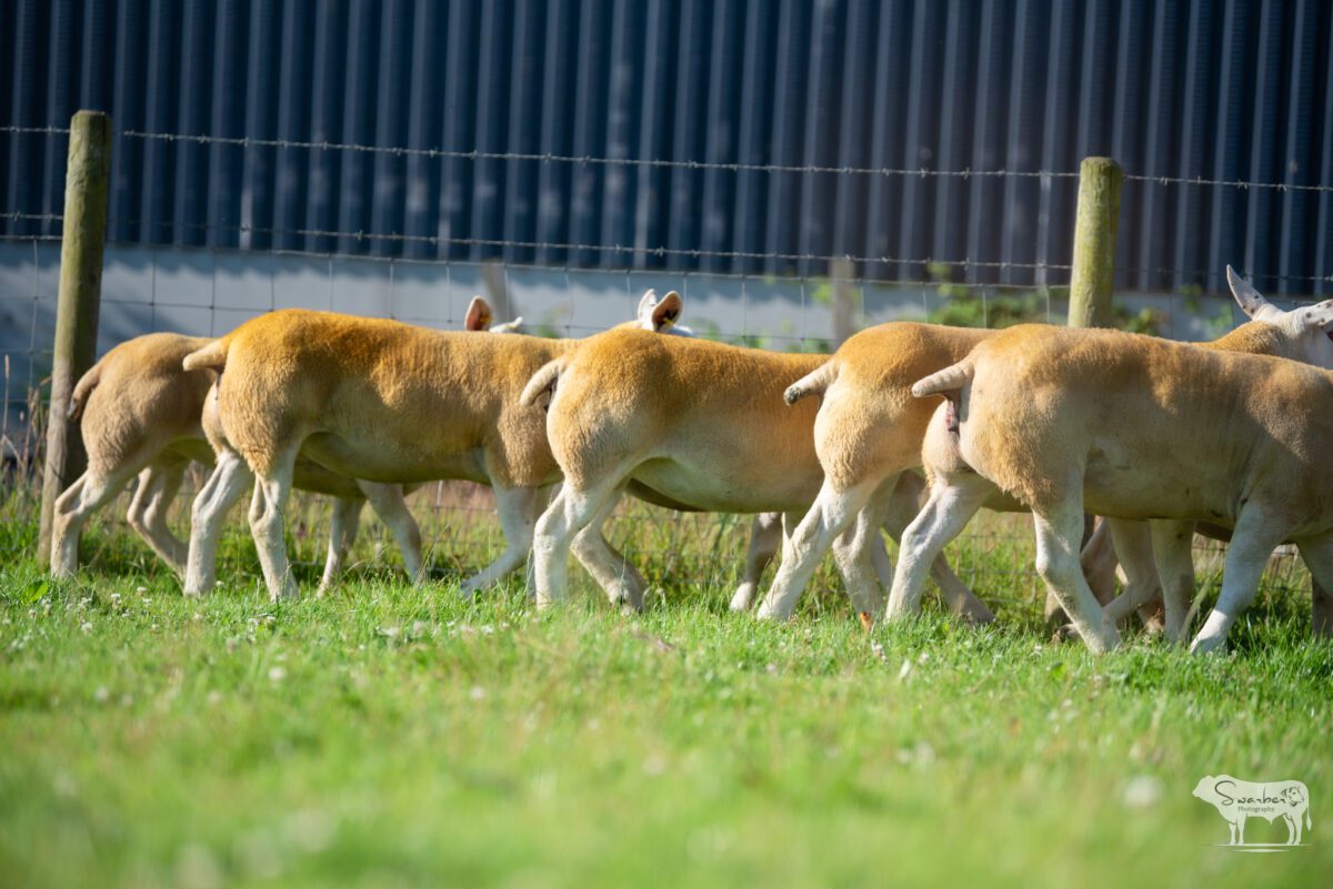 TEN PEDIGREE TEXEL GIMMERS & 10 Doses of Castlecairn Doodlebug - Image 4