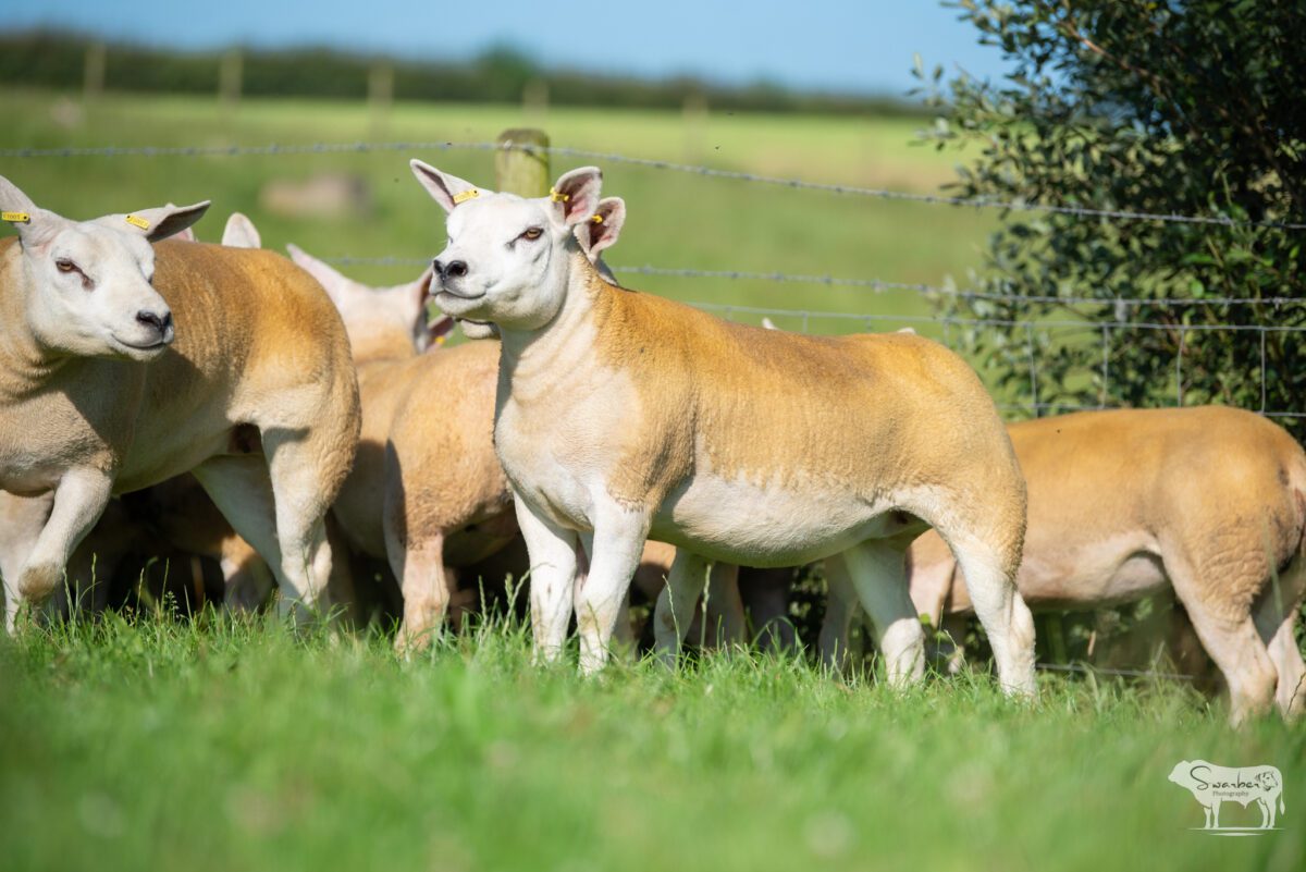 TEN PEDIGREE TEXEL GIMMERS & 10 Doses of Castlecairn Doodlebug - Image 11