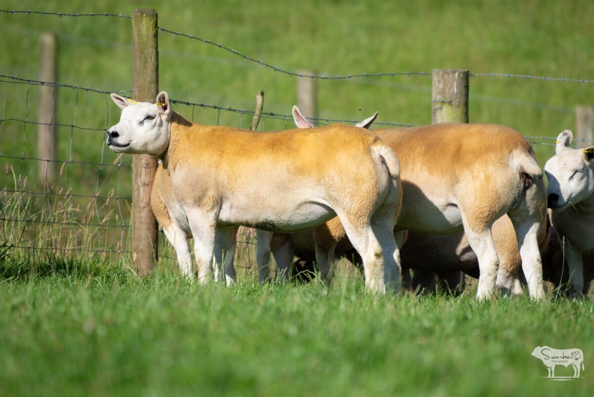 TEN PEDIGREE TEXEL GIMMERS & 10 Doses of Castlecairn Doodlebug - Image 8