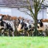 Pedigree Dutch Spotted In-Lamb Gimmers